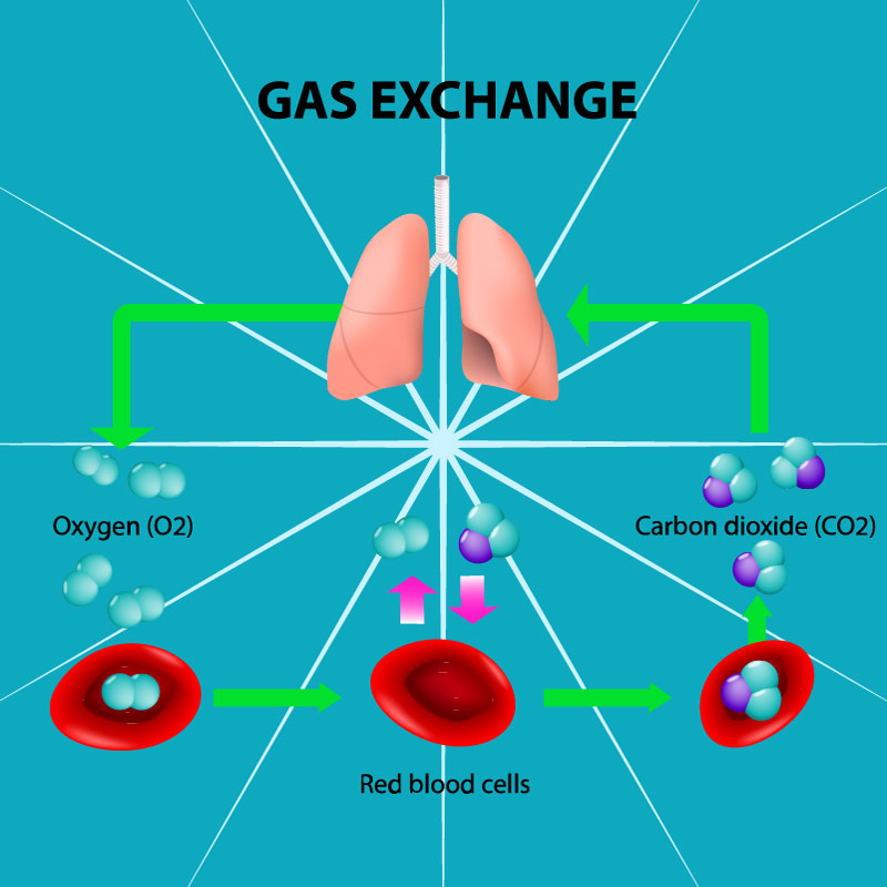 Infographic on Oxygen transport by hemoglobin